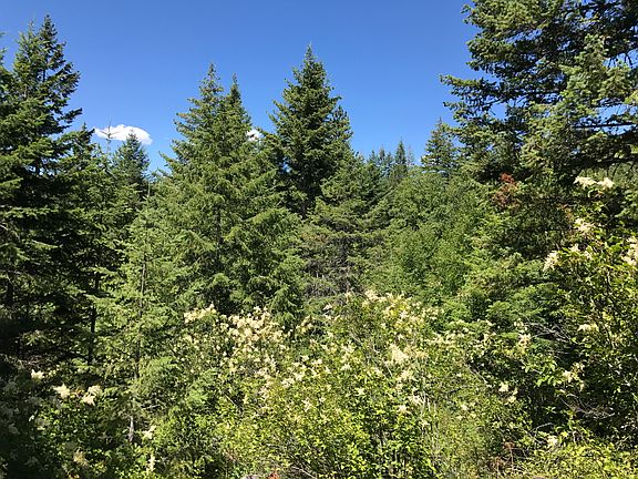 Lots of trees