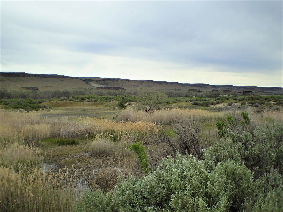 1st image of Creek Rd Lowr Crab