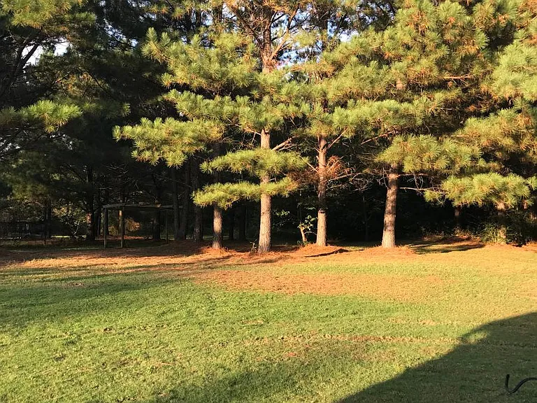 Back Yard with lots of Green