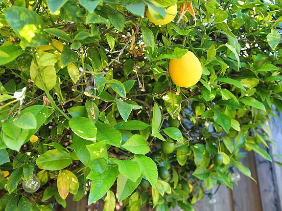 Lemon tree in backyard
