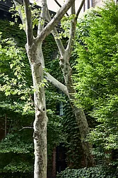 Rented by R New York