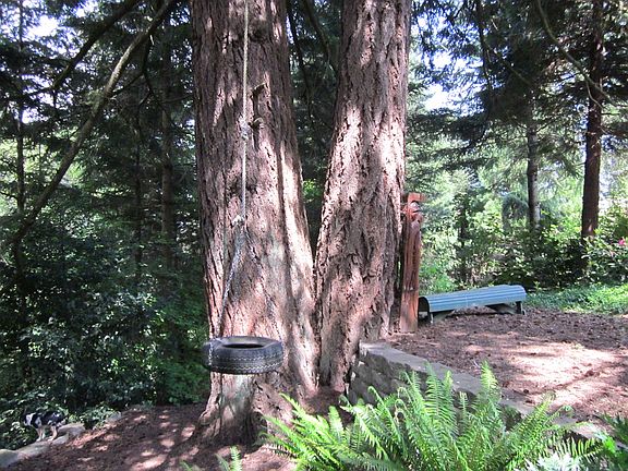 old trees park setting