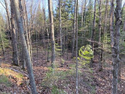 On Hwy #86, Tomahawk, WI, 54487