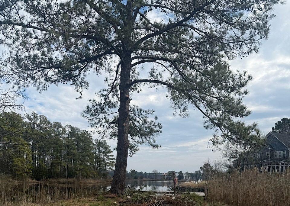 Backyard view