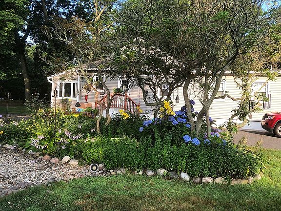 Mountain Laurel/ perennials