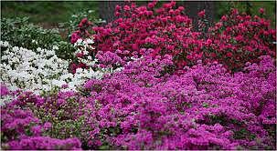 Surrounded by azaleas!