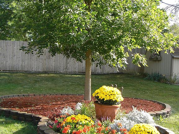 Front Yard Landscaping