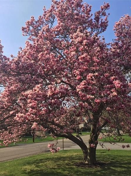 2nd image of 125 Arden Dr