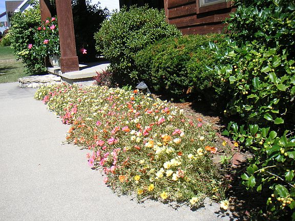 moss roses (portulaca)