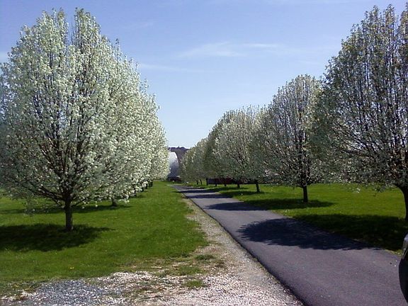 Driveway