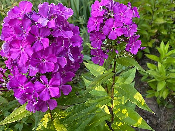 Flowers in the yard