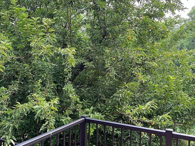 121 Lewisville Ct — Photo 20