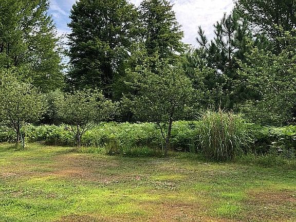 4 Apple trees in clearing