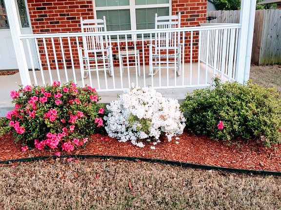 Azaleas 