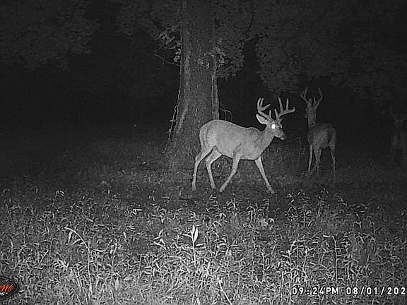 Lots of beautiful wildlife