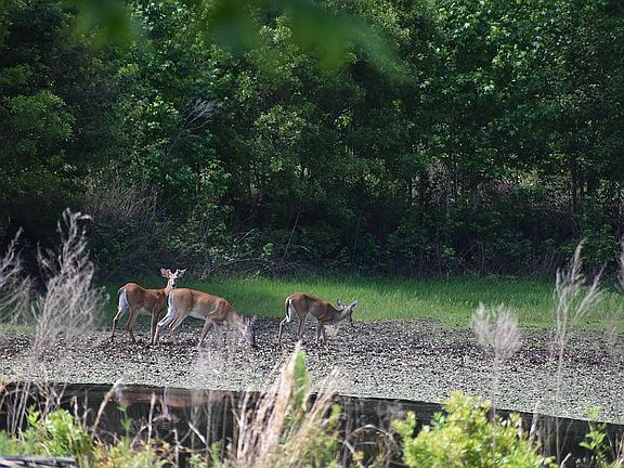 3 buck deer in pond