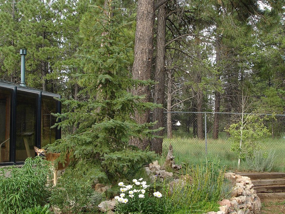 Backyard facing forest