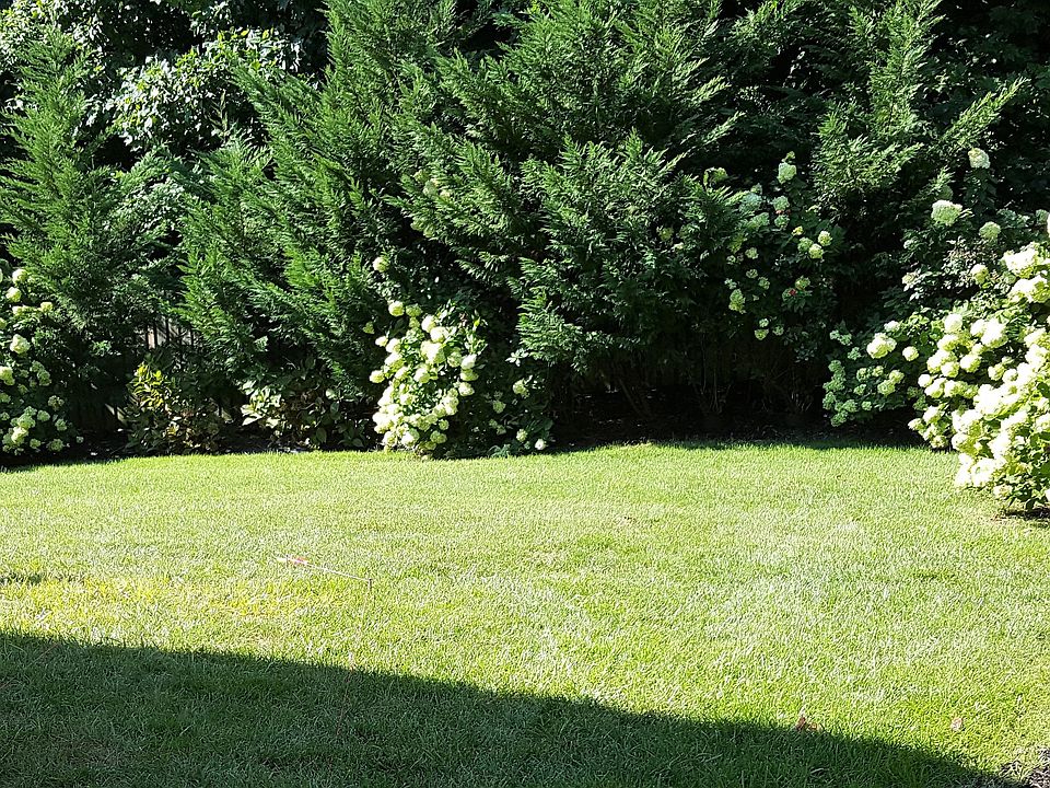 Back Yard Summer