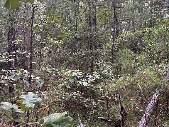 3rd image of LOT 124 Crooked Branch Rd