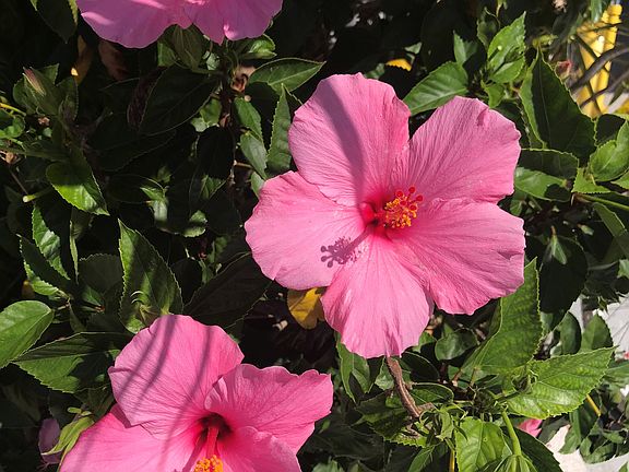 A pink hybiscus or no leaves and cold... is there really a choice?