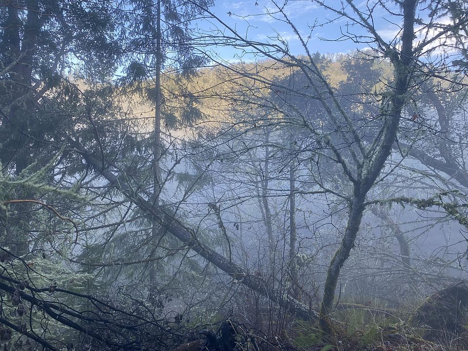 1st image of 278 Deer Fern Way
