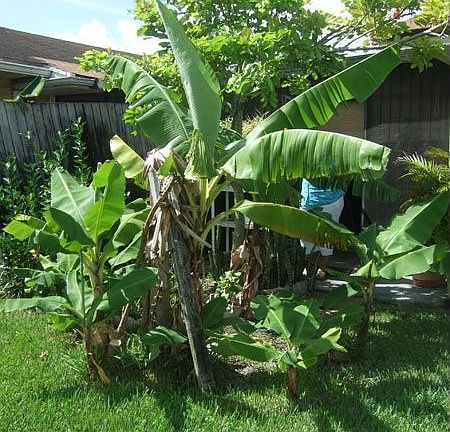 Fruit Trees In Back