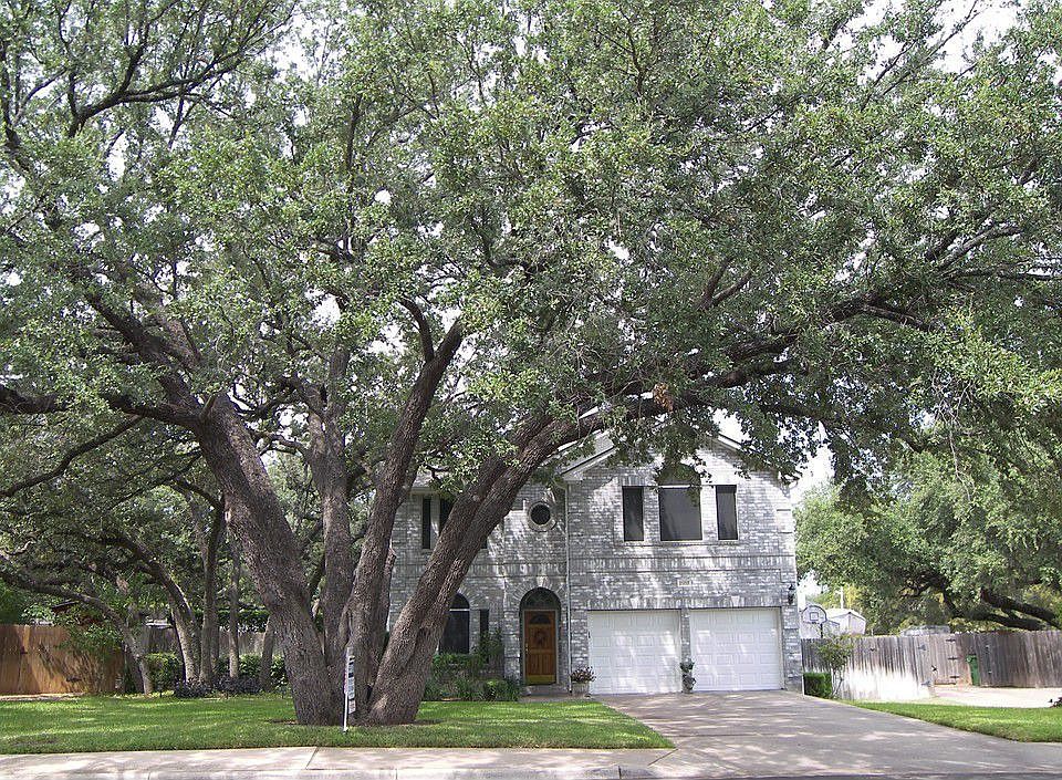 Nestled in a Forest of Trees
