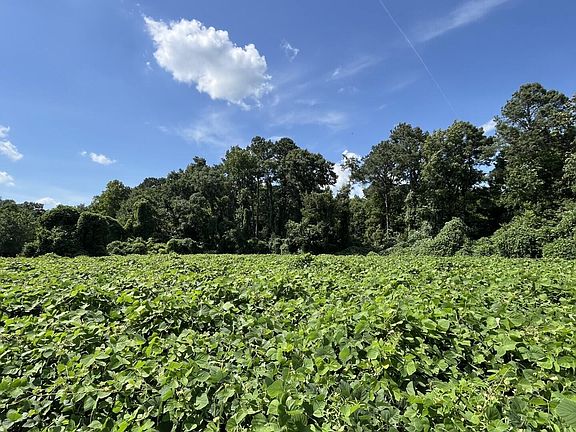 4th image of 0 Low Country Hwy