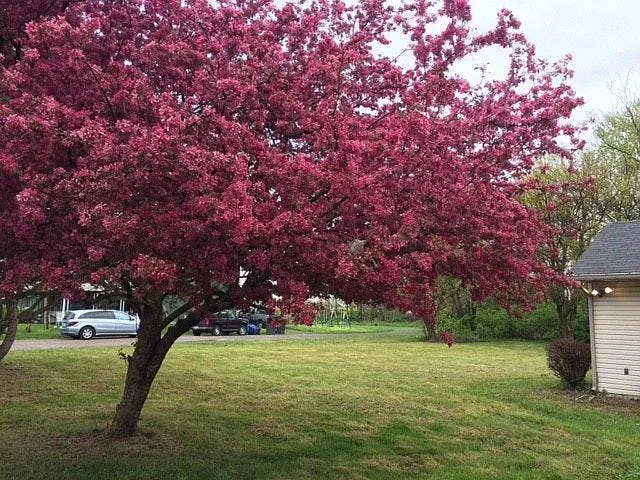 Side yard