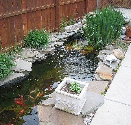 Pond