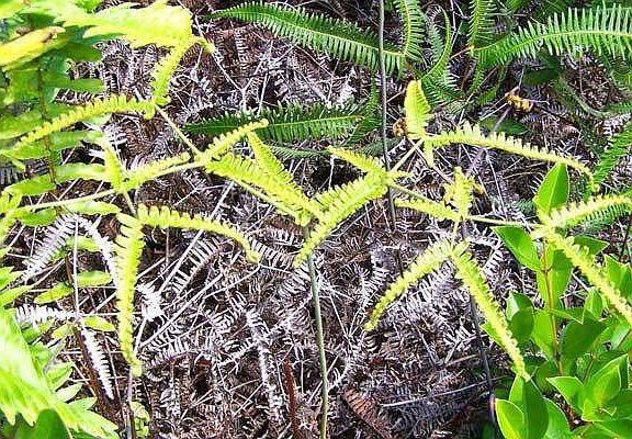 Ferns on lot 484.