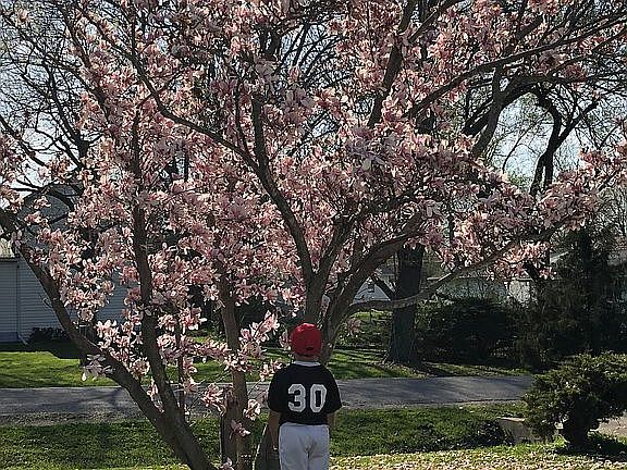 The beautiful tree in bloom 