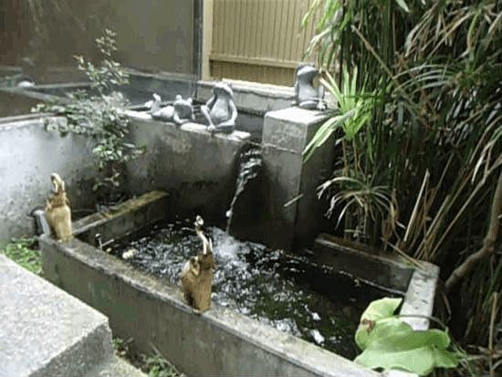 Fountain