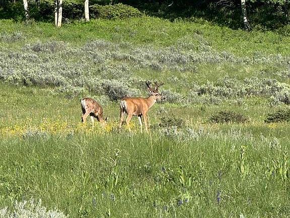 4th image of 254 Aspen Trail