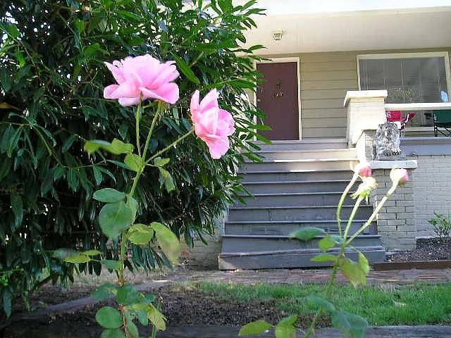 front yard