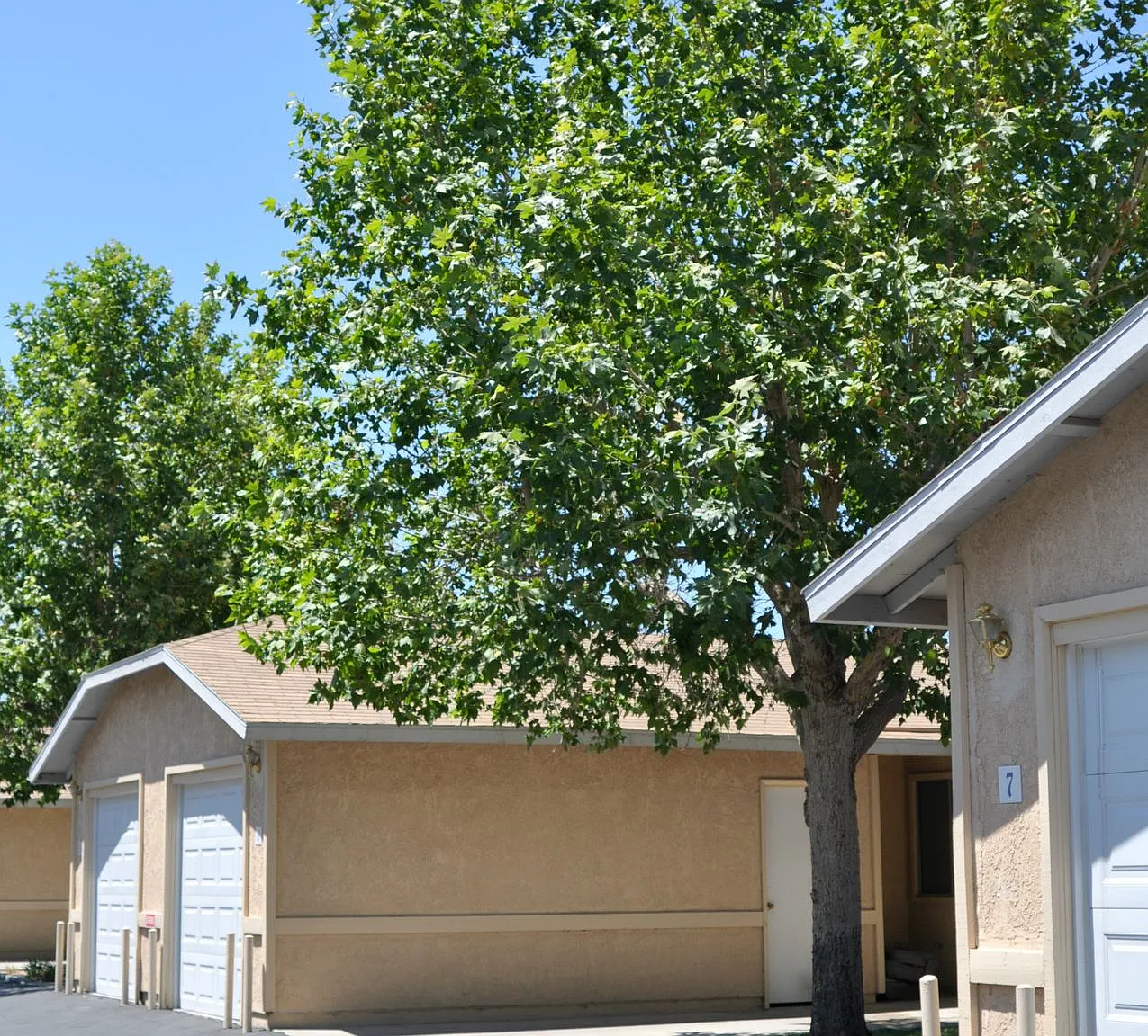 Desert Meadows — Photo 2