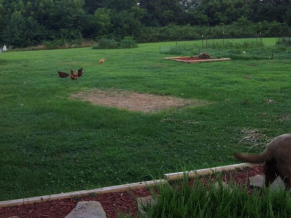 back yard