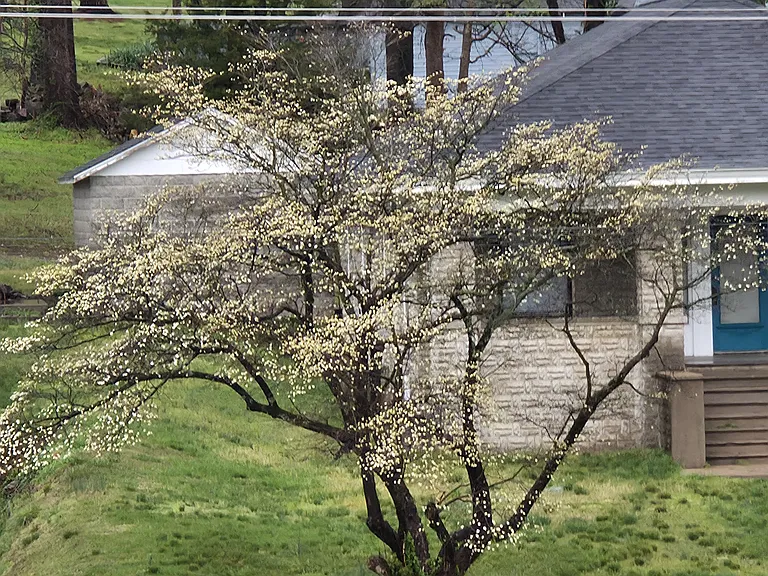 Beauty of Spring. Parking and a 1-car garage behind the house. Street parking for guests.