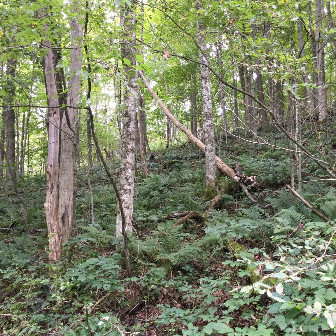 601 Little Mountain Dr 6, Hillsboro, WV 24946 Zillow