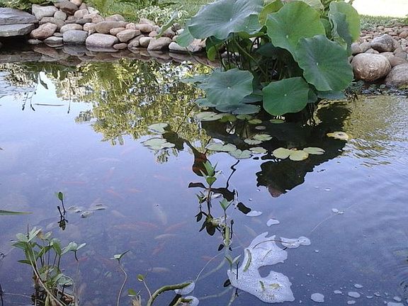 pond