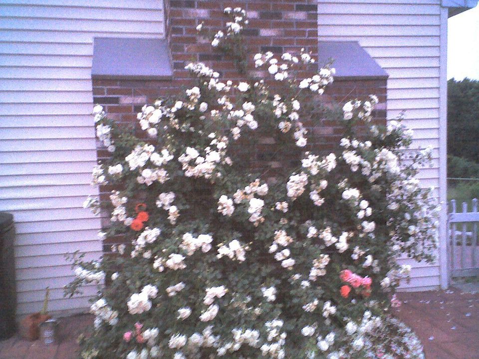 Roses