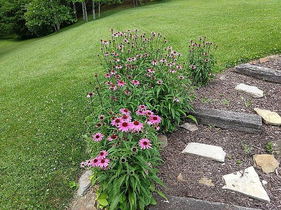 Coneflowers in garden