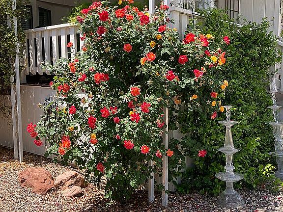 Roses(2x a Year) and Jasmine