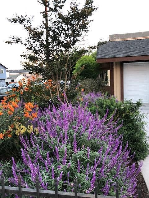 Colorful native, drought-resistant landscaping.