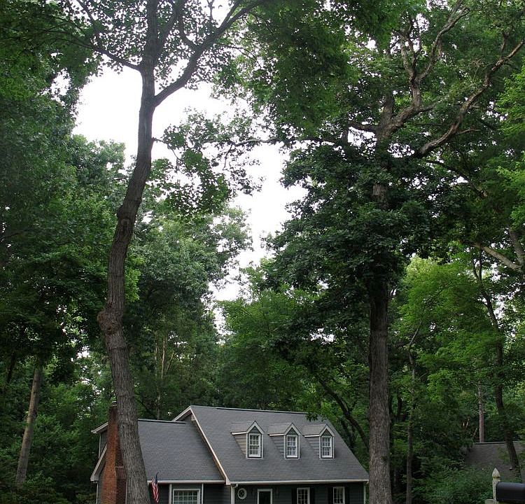 The trees were the thing.