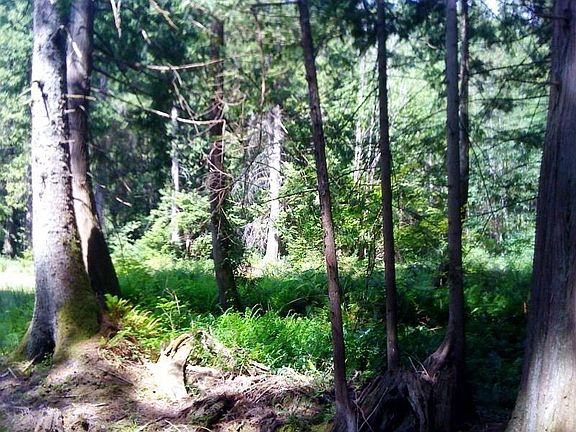 Property has huge evergreens