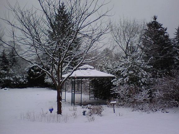winter backyard