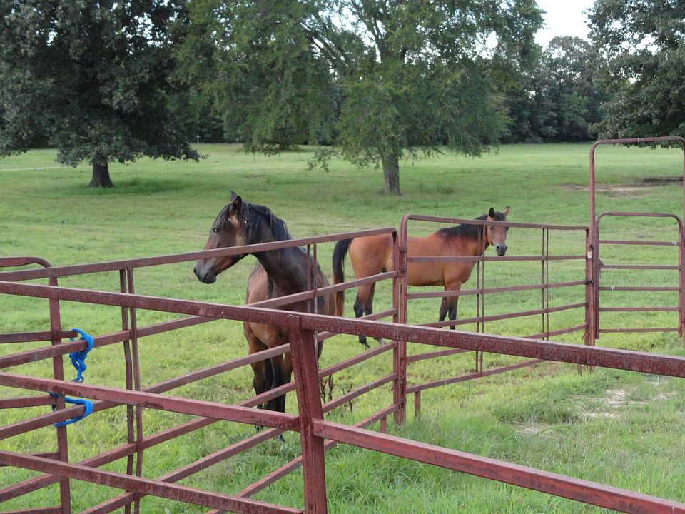 Horse place with stables