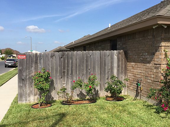 rose bushes