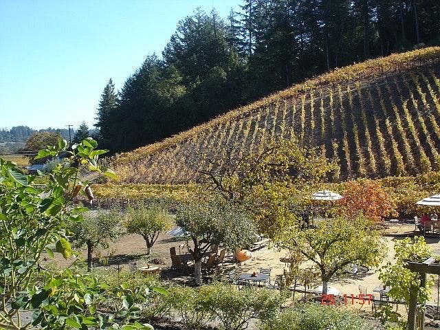 Picnic Area and Orchard